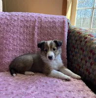 Bella AKC, a female Shetland Sheepdog for sale in Elkland, MO – Photo 7 of 10