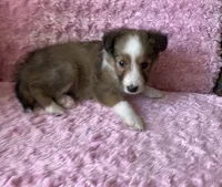 Bubbles, a female Shetland Sheepdog for sale in Elkland, MO – 3 of 7