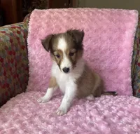 Bubbles AKC, a female Shetland Sheepdog for sale in Elkland, MO – 2 of 8
