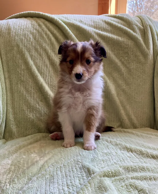 Jack AKC – Shetland Sheepdog puppy for sale in Elkland, MO
