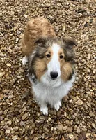 Jack AKC, a male Shetland Sheepdog for sale in Elkland, MO – Photo 2 of 3