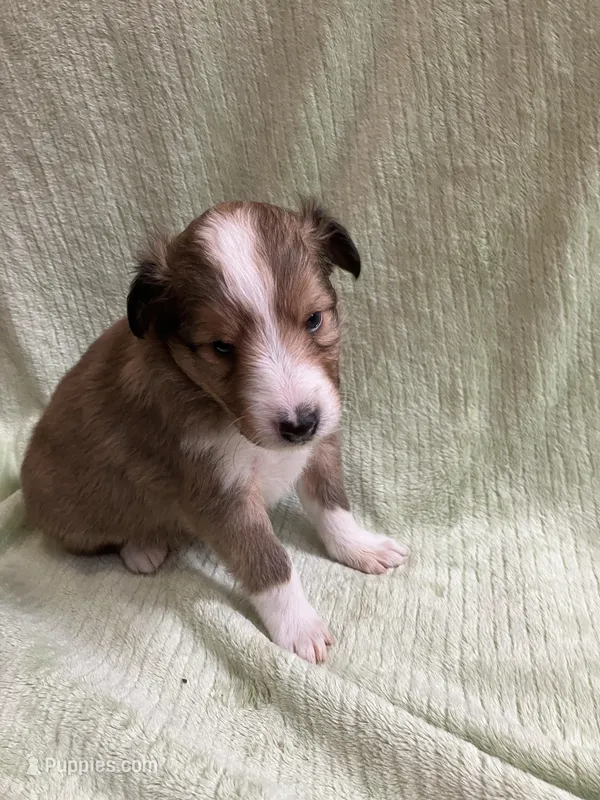 Jack AKC, a male Shetland Sheepdog for sale in Elkland, MO – Photo 1 of 3