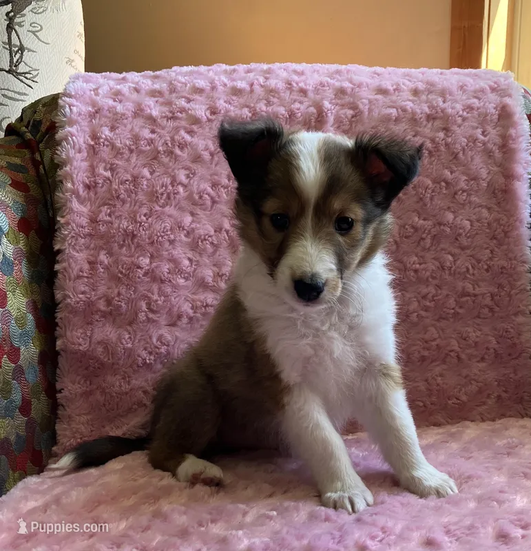 Dixie AKC – Shetland Sheepdog puppy for sale in Elkland, MO