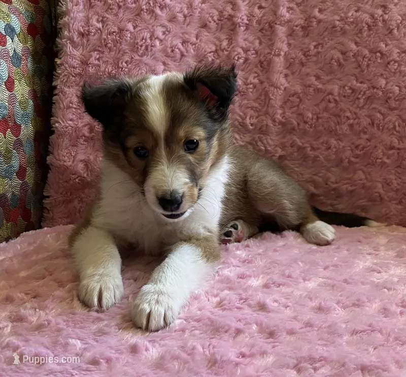 Dixie AKC – Shetland Sheepdog puppy for sale in Elkland, MO