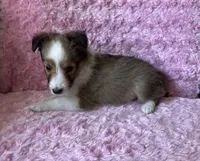 Bubbles, a female Shetland Sheepdog for sale in Elkland, MO – 5 of 7