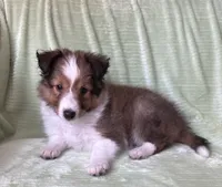 Finley, a male Shetland Sheepdog for sale in Elkland, MO – 5 of 10