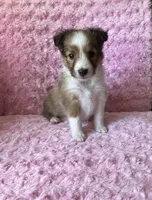 Bubbles, a female Shetland Sheepdog for sale in Elkland, MO – 6 of 7