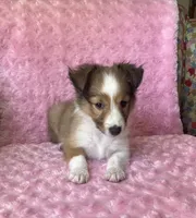 Bubbles AKC, a female Shetland Sheepdog for sale in Elkland, MO – 3 of 8