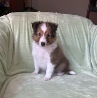 Finley, a male Shetland Sheepdog for sale in Elkland, MO – 8 of 10