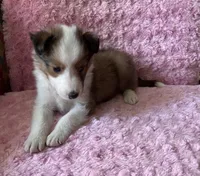 Poppy, a female Shetland Sheepdog for sale in Elkland, MO – 5 of 5