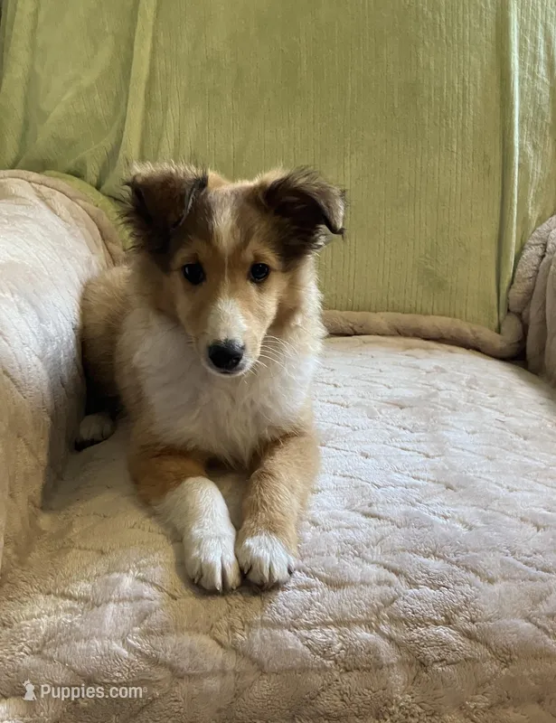 Finley AKC – Shetland Sheepdog puppy for sale in Elkland, MO