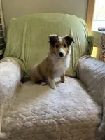 Finley AKC, a male Shetland Sheepdog for sale in Elkland, MO – Photo 7 of 9