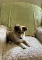 Finley AKC, a male Shetland Sheepdog for sale in Elkland, MO – Photo 2 of 9