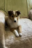 Finley AKC, a male Shetland Sheepdog for sale in Elkland, MO – Photo 6 of 9