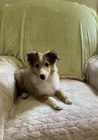 Finley AKC, a male Shetland Sheepdog for sale in Elkland, MO – Photo 3 of 9