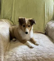 Finley AKC, a male Shetland Sheepdog for sale in Elkland, MO – Photo 4 of 9