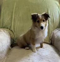 Finley AKC, a male Shetland Sheepdog for sale in Elkland, MO – Photo 5 of 9