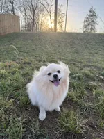 Sunny, a female Pomeranian for sale in Springfield, MO – Photo 4 of 7