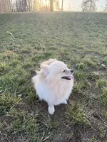 Sunny, a female Pomeranian for sale in Springfield, MO – Photo 7 of 7