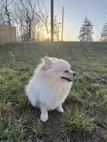 Sunny, a female Pomeranian for sale in Springfield, MO – Photo 3 of 7
