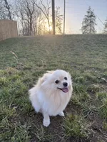 Sunny, a female Pomeranian for sale in Springfield, MO – Photo 5 of 7