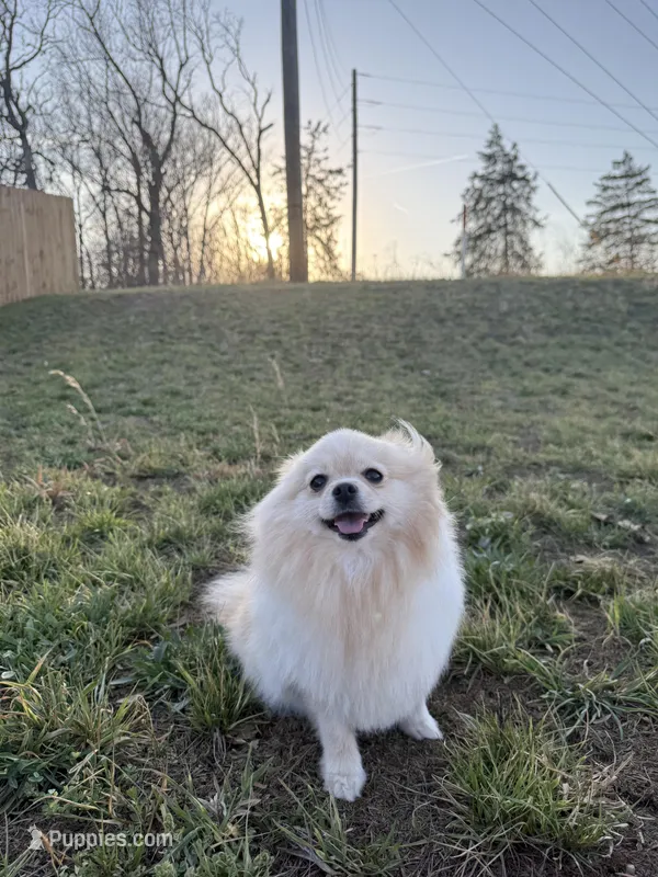 Sunny – Pomeranian puppy for sale in Springfield, MO