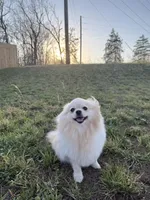 Sunny, a female Pomeranian for sale in Springfield, MO – Photo 1 of 7