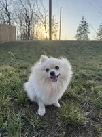 Sunny, a female Pomeranian for sale in Springfield, MO – Photo 2 of 7