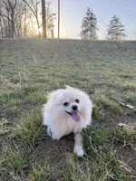 Sunny, a female Pomeranian for sale in Springfield, MO – Photo 6 of 7