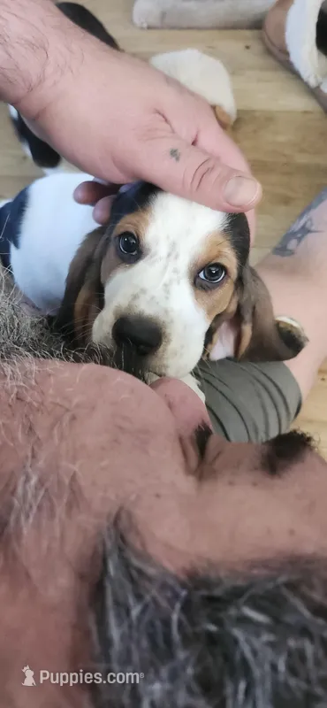 Copper – Basset Hound puppy for sale in Northglenn, CO
