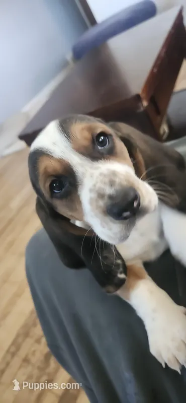 Domino – Basset Hound puppy for sale in Northglenn, CO