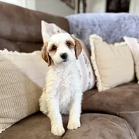 Freckles , a female Miniature Bernedoodle for sale in Stella, MO – Photo 1 of 3