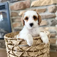 Freckles , a female Miniature Bernedoodle for sale in Stella, MO – Photo 3 of 3