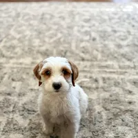 Freckles , a female Miniature Bernedoodle for sale in Stella, MO – Photo 2 of 3