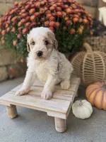 Linus , a male Miniature Bernedoodle for sale in Stella, MO – 3 of 3