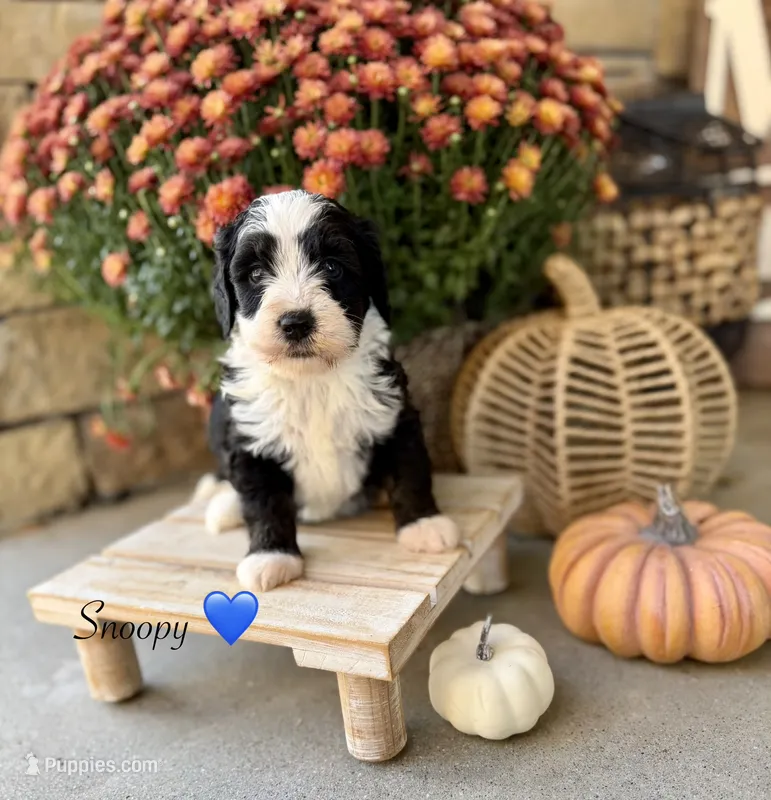 Snoopy , a male Miniature Bernedoodle for sale in Stella, MO – 1 of 3