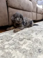 Cider , a male Miniature Goldendoodle for sale in Stella, MO – 3 of 4