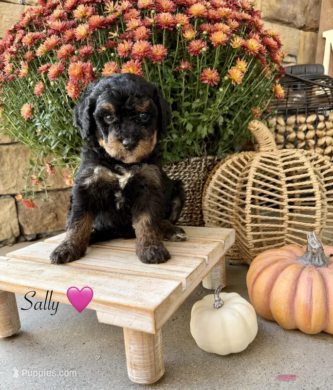 Sally , a female Miniature Bernedoodle for sale in Stella, MO – 1 of 4