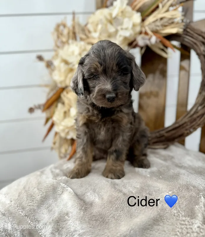 Cider , a male Miniature Goldendoodle for sale in Stella, MO – 1 of 4