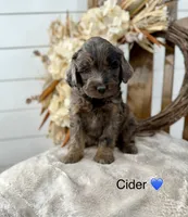 Cider , a male Miniature Goldendoodle for sale in Stella, MO – 1 of 4