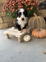 Snoopy , a male Miniature Bernedoodle for sale in Stella, MO – 2 of 3