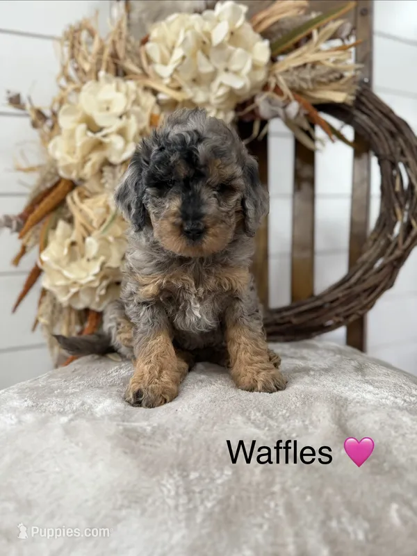 Waffles , a female Miniature Goldendoodle for sale in Stella, MO – 1 of 5