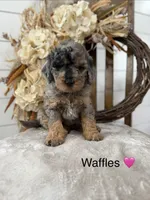 Waffles , a female Miniature Goldendoodle for sale in Stella, MO – 1 of 5