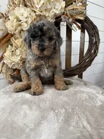 Waffles , a female Miniature Goldendoodle for sale in Stella, MO – 5 of 5