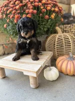 Sally , a female Miniature Bernedoodle for sale in Stella, MO – 3 of 4