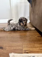 Waffles , a female Miniature Goldendoodle for sale in Stella, MO – 3 of 5