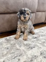 Waffles , a female Miniature Goldendoodle for sale in Stella, MO – 2 of 5