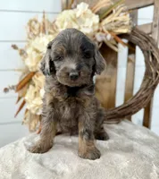 Cider , a male Miniature Goldendoodle for sale in Stella, MO – 2 of 4