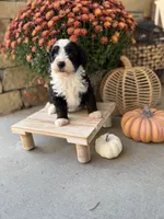 Snoopy , a male Miniature Bernedoodle for sale in Stella, MO – 3 of 3