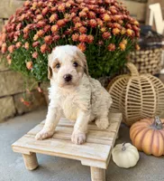 Linus , a male Miniature Bernedoodle for sale in Stella, MO – 2 of 3